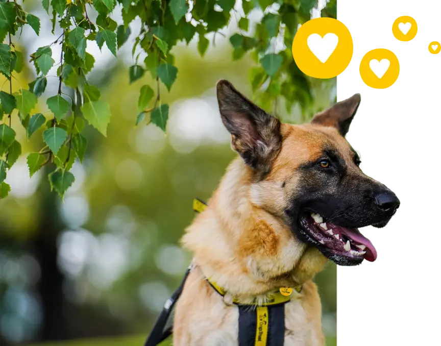 Adult German Shepherd, outside under leaves